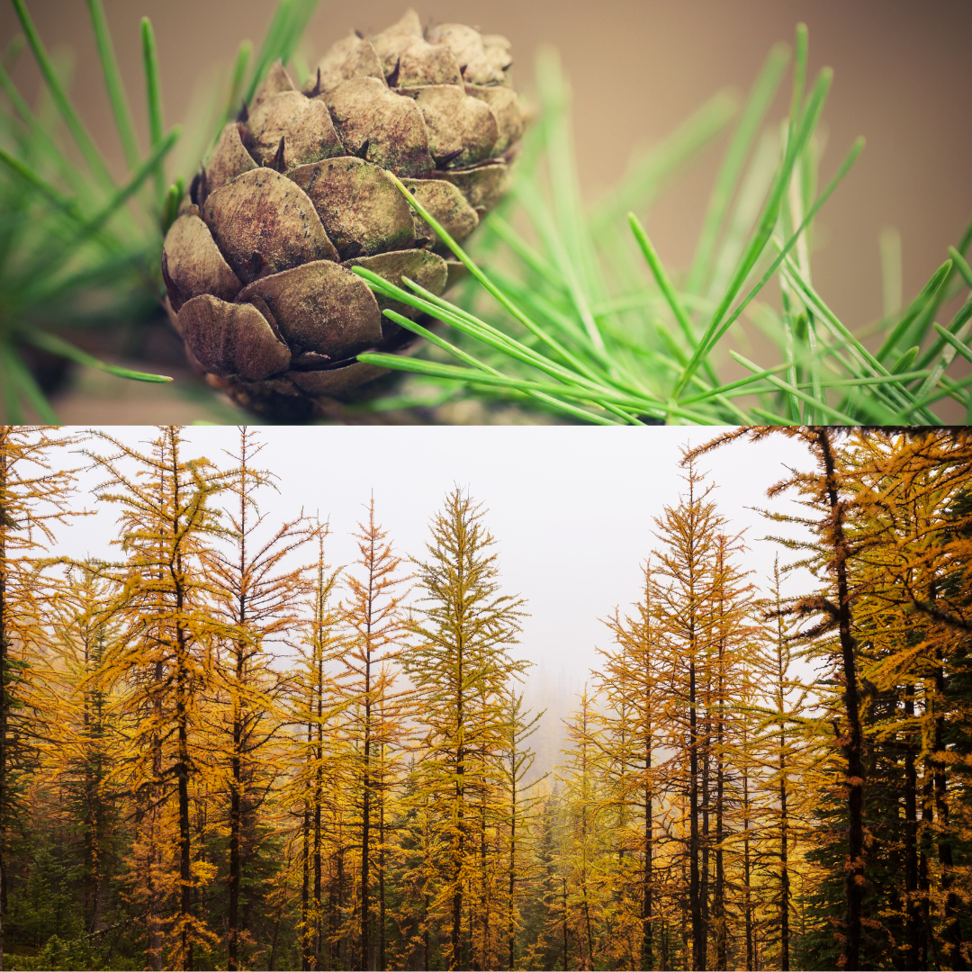 Olio essenziale di Larice